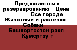 Предлагаются к резервированию › Цена ­ 16 000 - Все города Животные и растения » Собаки   . Башкортостан респ.,Кумертау г.